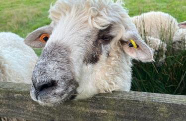 The Lambing Shed, Cornwall - Foto 33
