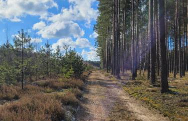 Domek Bory Tucholskie laso przestrzeń - Foto 32