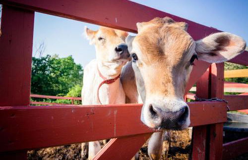 Giriraja Ashraya - Foto 13