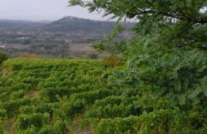 Casa Ramonda - Foto 31