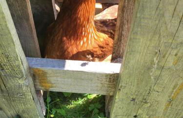 Nickis Bergcamp - Foto 35