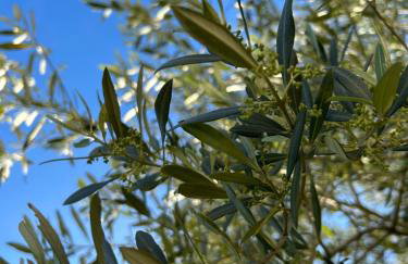 V Residence Apartments - Foto 44