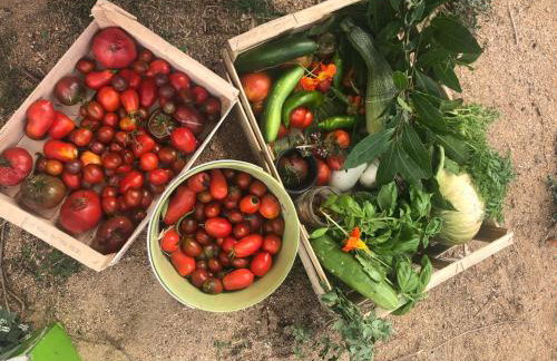 Maison typique Corse écologique - Photo 38