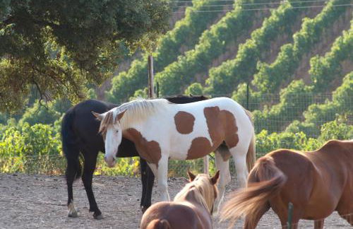 Agriturismo Al Poggetto - Foto 22