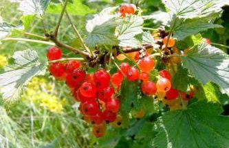 Apartment Landhaus Wildfeuer by Interhome - Foto 12