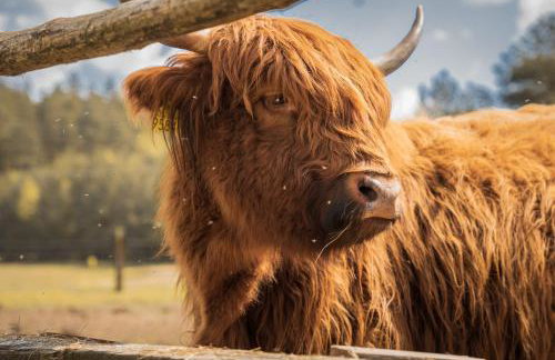 Agroturystyka "Apartament na wsi" Bory Tucholskie - Foto 40