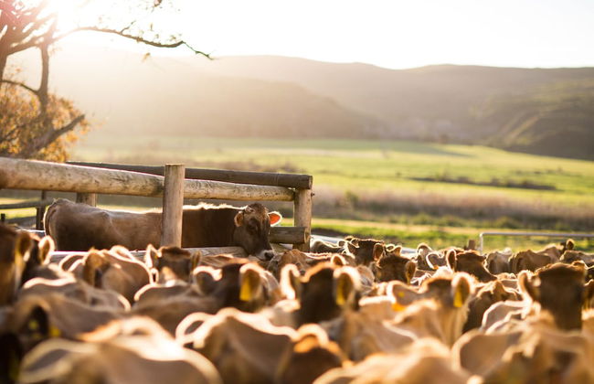 Country Cottage in the Overberg - Foto 14