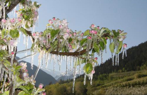 Waalhof Ferienwohnung Apfelblüte - Foto 25