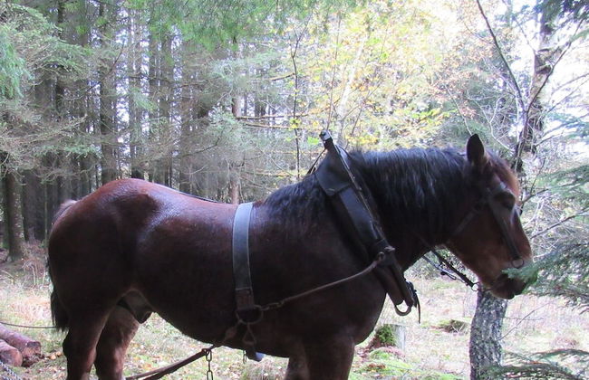 Quiet Chalet With Panoramic View and Fenced Garden - Photo 34