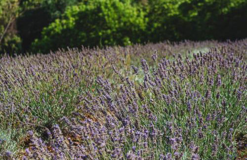 Fattoria Laviosa - Foto 16