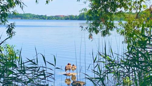 Ferienwohnung 'Wiesenglück' - Urlaub an der Müritz - Foto 2