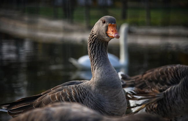 Agriturismo Corte Benetti - Foto 51