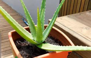 Sol do Gostoso Bangalô - Foto 22