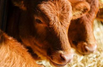 Biobagnolese Agriturismo - Foto 33