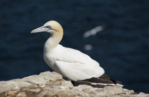 Bellevue Holiday Cottage - Foto 34