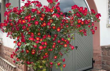 Le Hêtre Rouge - Écureuil et Geai Charme & Spa Alsace - Photo 58