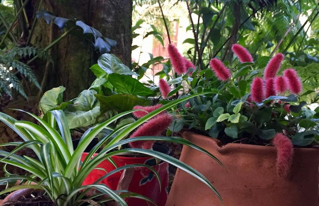 Ideal Para Familia Pequena O Grupo De Tres Amigos - Foto 8