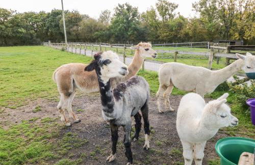 Saddlers Cottage, Berllandeg Farm - Foto 24