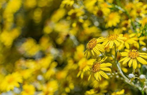 11 Bed in Instow REDLA - Foto 65