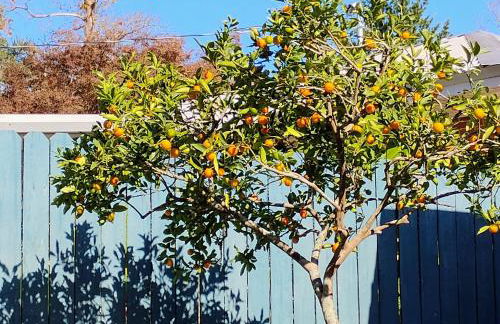 Mid-Century Modern meets Cajun Creole - Foto 26