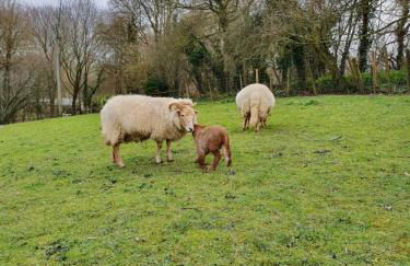 Beautiful 2 bedroom guest house with private pool in Lacock, Wiltshire - Foto 18