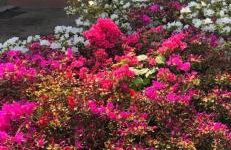 Grand appartement au cœur de la région alsacienne - Photo 7