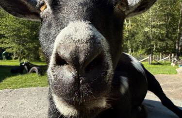 Catskills Aframe, Water View, Goat Sanctuary - Foto 62