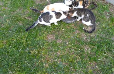 Martha's Villa - Foto 44