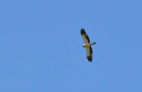 Quinta dos Trevos - Artes e Ofícios - Foto 52