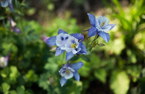 Averon Castle - Foto 13