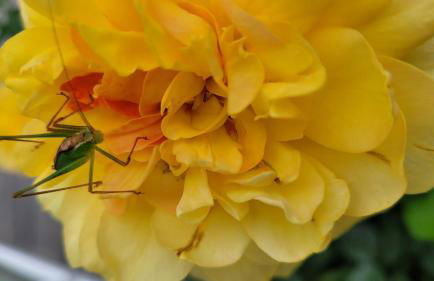 Ferienwohnung Gartenblick mit Terrasse - Foto 20