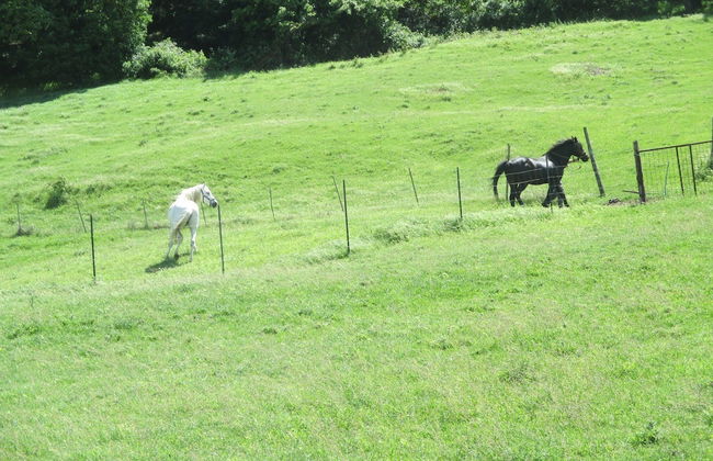 Masseria Salecchia - Photo 41