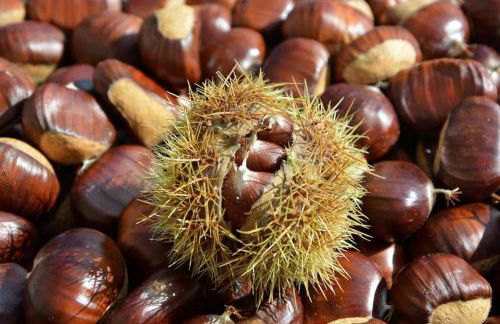 Casa del castorino - Foto 60