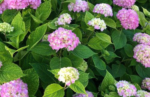 Third Coast Hideaway - Foto 55