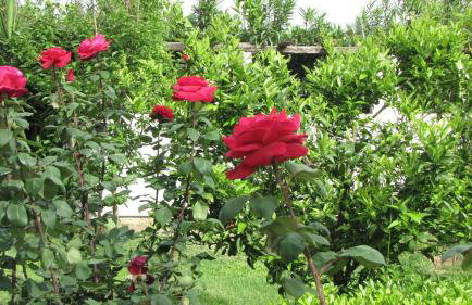 Palirria Hotel & Studios - Photo 46