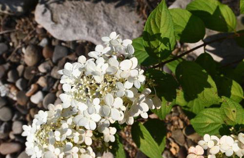 Mountain Meltdown - Pet Friendly, Grill, Wifi, Fire Pit, EV Station -Shared Space - Grill, Fire Pit, Covered Porch, Fountain Pond - Foto 47