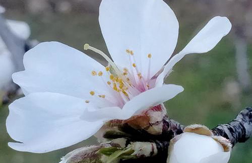 Encinar de Aguas Blancas - Foto 31