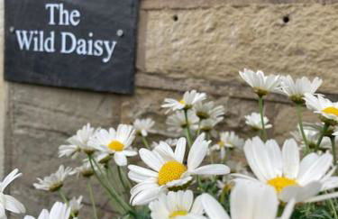 The Wild Daisy - Foto 15
