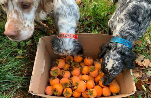 SetterHouseAgriHotel - Photo 67