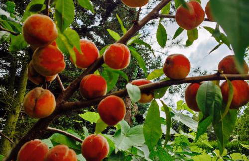 Domek Zofiówka dostęp na kod - Foto 30