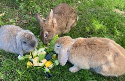 casa rural larre aundi - Foto 51