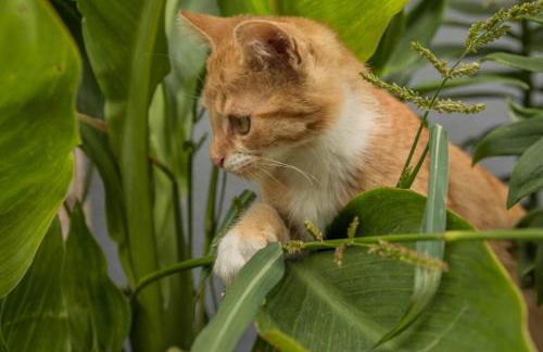 Ferienhof Sauter Meersburg - Foto 20