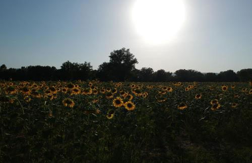Agriturismo Villa al piano - Foto 24