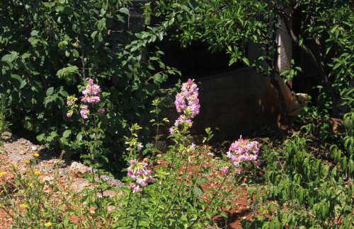 Apartments by the sea Zaglav, Dugi otok - 8146 - Foto 7