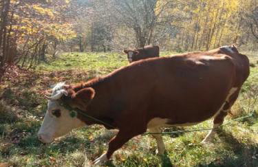 Gospodarstwo Agroturystyczne - Foto 17