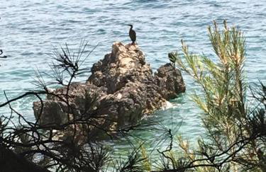 Villa Matovica - Photo 16