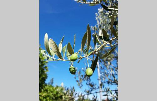 Casa Nora Adriatica - Foto 19