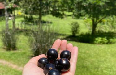 Bocaina Sítio da Vovó - Foto 12