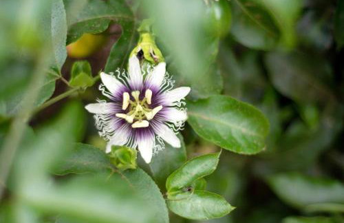 Apartamento las Viñas 1 - Foto 5