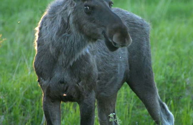 Avistamiento de alces en Bodø - Foto 6